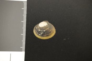 Media type: image;   Malacology 167280 Description: Preserved specimen.;